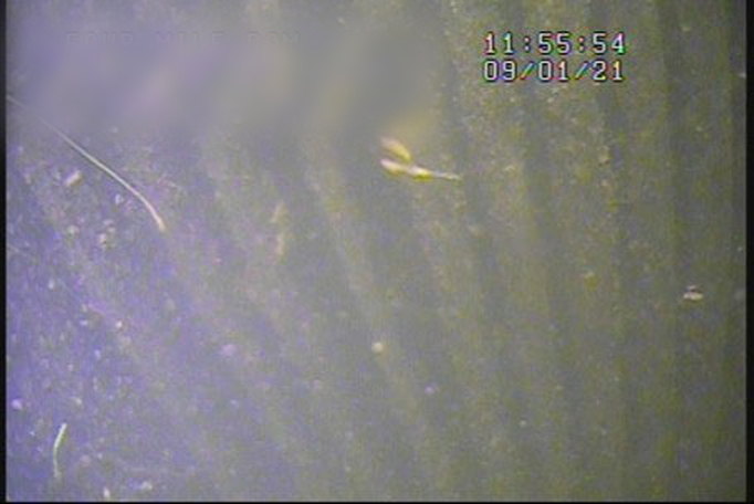 Competitor camera frame of submerged members through turbid water